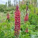 Lupino De Flor - lupinos GJ2.jpg