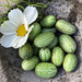 Cucamelon - cucamelon CM 2024 2.png