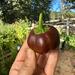 Pimiento Mini Bell - morron mini bell café CM 2024 2.jpeg