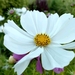 Cosmos Blancos - cosmos blanco.jpeg