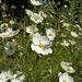 Cosmos Blancos - cosmos blanco cm 2024.jpeg