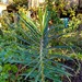 Lichi Lahuen - lichilawen1.jpg