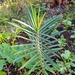 Lichi Lahuen - 1lichilawen.jpg