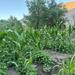 Maiz Colorado - 6c1f4960-46fe-4cbc-bf6c-098be85b631f.jpg