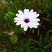 MARGARITA AFRICANA - Copia de MAFR-VV-21.1.jpeg