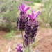 Lavanda Lila - lavanda-clau-2024.jpg