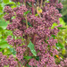 Quinoa Roja Chilota - IMG_20250204_102600.jpg