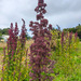 Quinoa Roja Chilota - IMG_20250204_103228.jpg