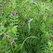 VICIA SATIVA - 70506218_516505542501380_8129942675475398656_n.jpg