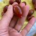 Tomate tamarindo multicolor  - WhatsApp Image 2025-04-30 at 11.03.59 AM (1).jpeg