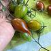 Tomate tamarindo multicolor  - WhatsApp Image 2025-04-30 at 11.03.59 AM.jpeg