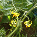 Tomate Ají Rojo - IMG_20240219_165054.jpg