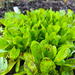 Lechuga manchas de trucha - IMG_20250510_172056.jpg