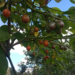 Tomate de Arbol - Tamarillo arbol.png