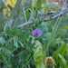 VICIA SATIVA - WhatsApp Image 2025-05-22 at 8.22.13 AM.jpeg