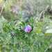 VICIA SATIVA - WhatsApp Image 2025-05-22 at 8.22.13 AM(1).jpeg