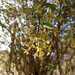 Palqui  - WhatsApp Image 2025-05-27 at 9.52.31 AM (1).jpeg