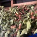 Ashwagandha - WhatsApp Image 2025-05-27 at 10.34.14 AM.jpeg