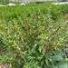 Ashwagandha - ashwagandha.jpg