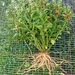 Ashwagandha - ashwanandha.jpg
