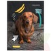 Cuaderno Animales  120 Hojas 5mm ProArte - 7807265040108.JPG