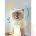 Cuaderno Animales  120 Hojas 5mm ProArte - 7807265040108 4.JPG