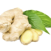 Té verde jengibre 16 un - jengibre raiz.png
