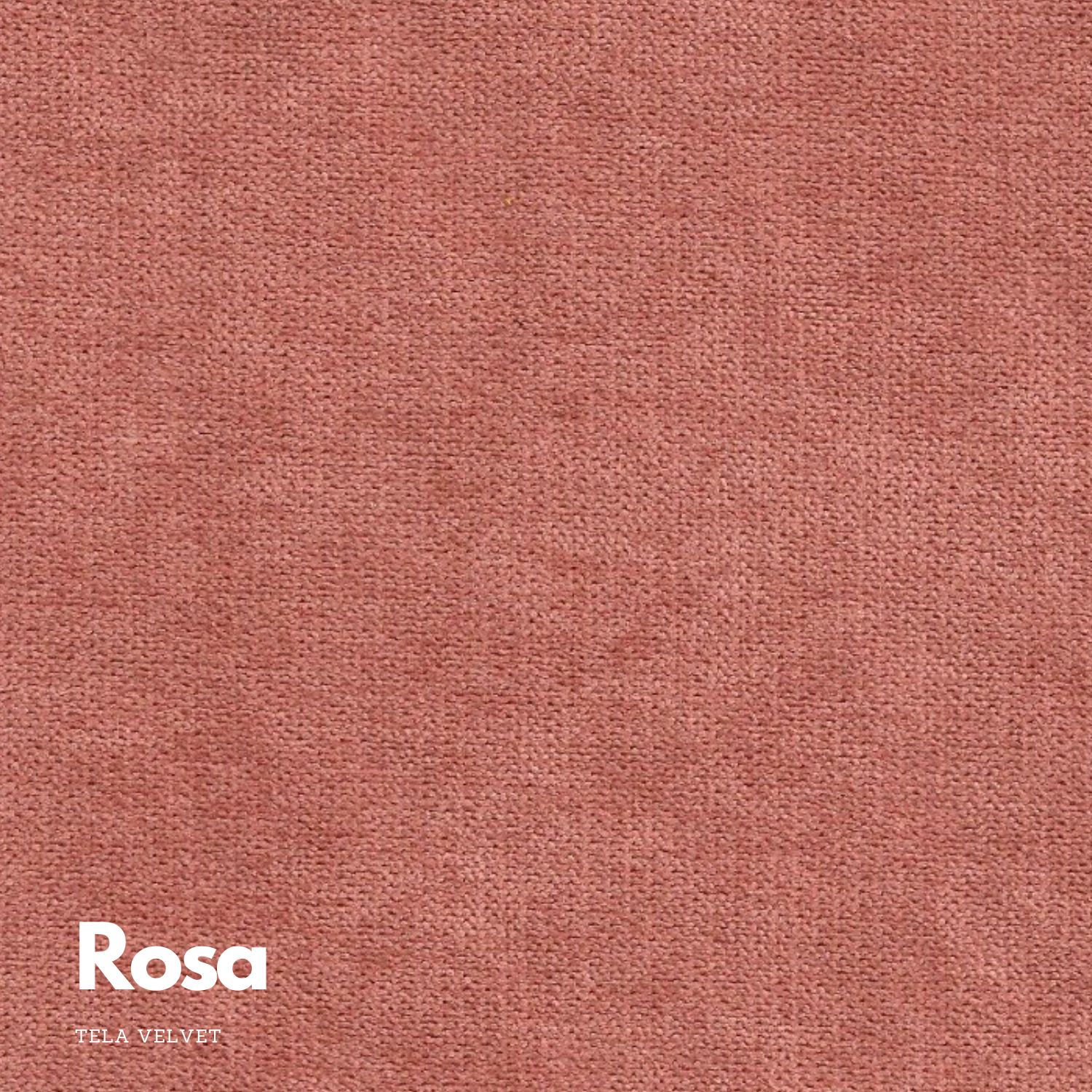  - Rosa.jpg