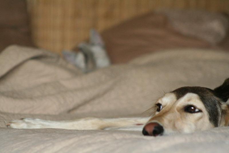  - 417131_3420527232133_2086006579_n.jpg