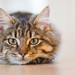 Colchón con Funda de Yute - sueñospeludos Perros / Gatos / Otros - animal-cat-cute-126407.jpg