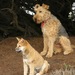 Colchón con Funda de Yute - sueñospeludos Perros / Gatos / Otros - DSCN1029_2.jpg